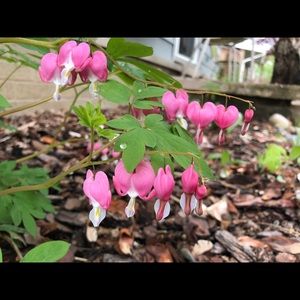 Meet your Posher, Becky